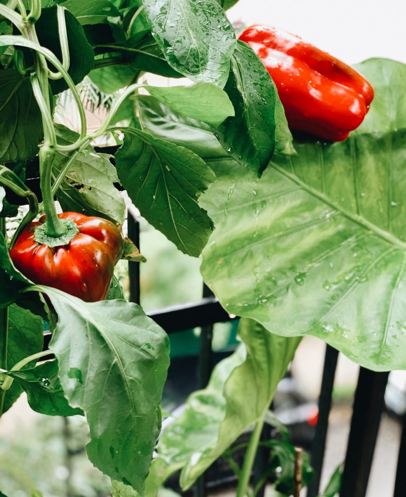 Peppers on the vine by Betty Subrizi